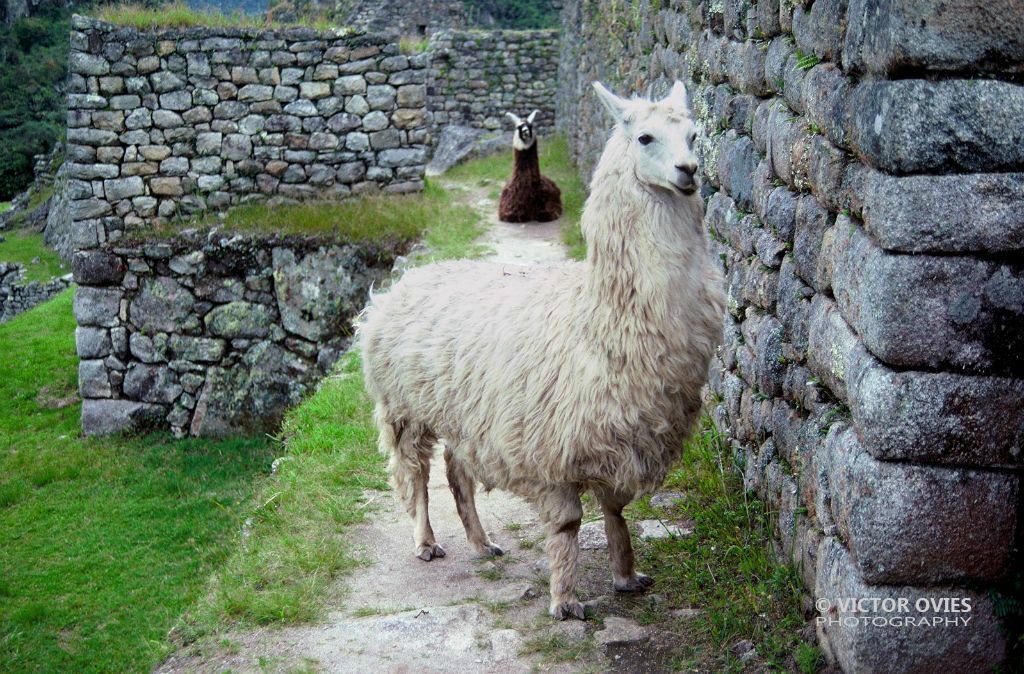 Machu Picchu (21)